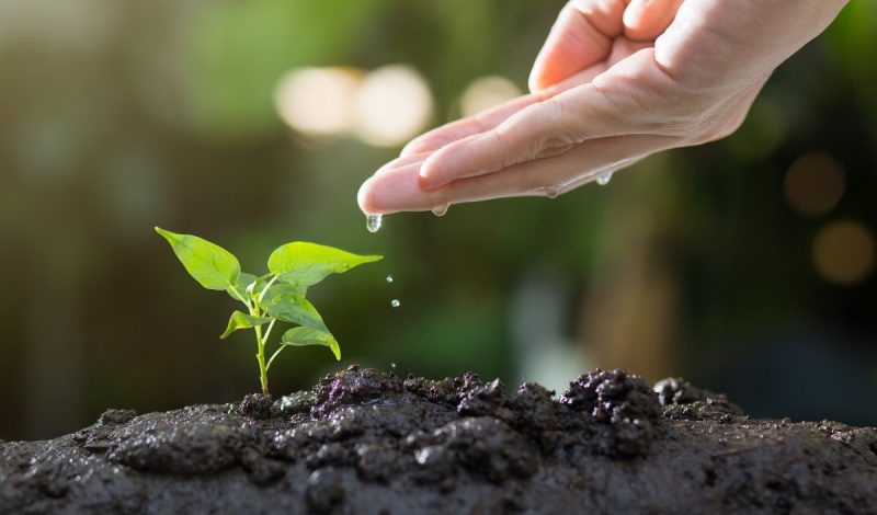 Grow your own veg in Cheltenham