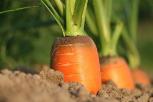 Grow Carrots 